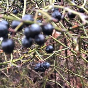 Meet your Posher, Elizah